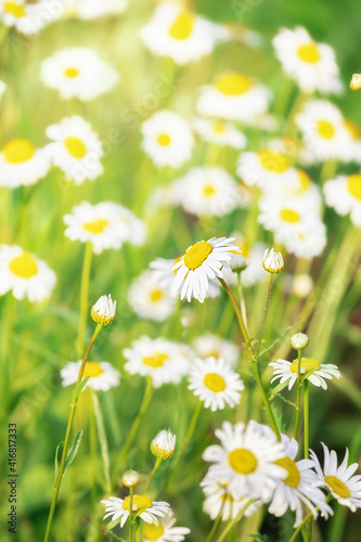Background of blooming daisies (camomile) in a field, selective focus