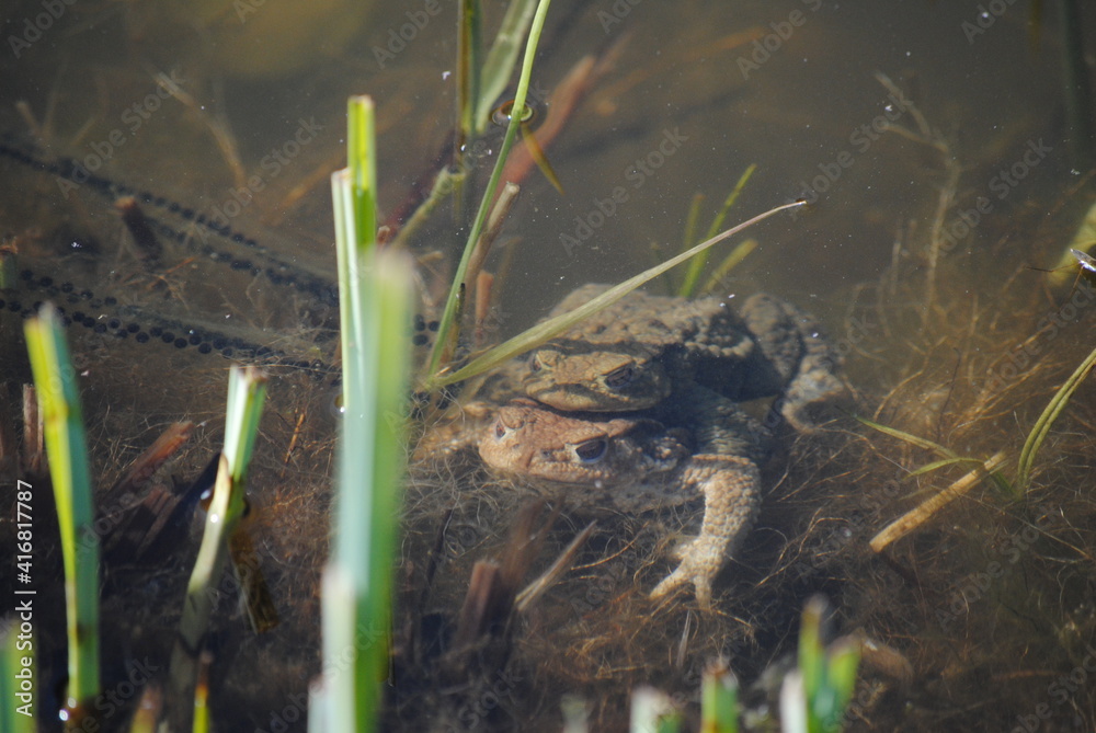 Accouplement de trois crapauds communs l'un sur l'autre au printemps dans une mare Accouplement de trois crapauds communs l'un sur l'autre au printemps dans une mare