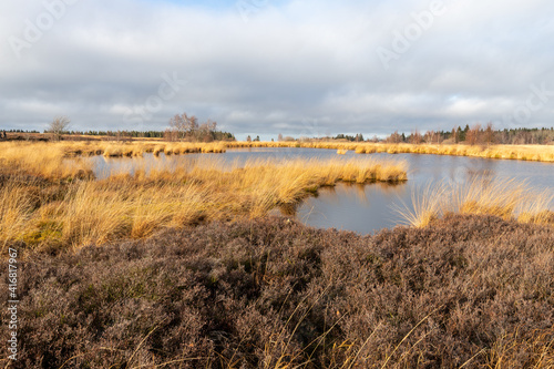 Swamp landscape in the High Fens