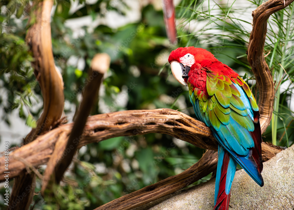 Obraz premium Green Winged Macaw