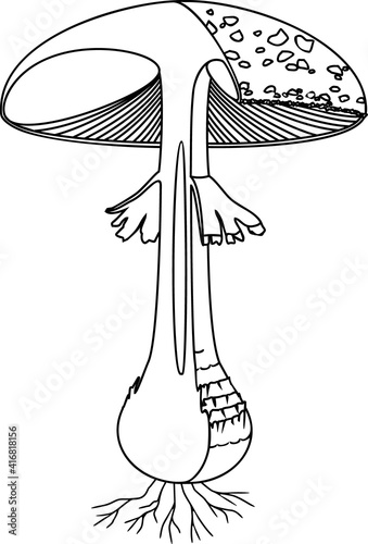 Coloring page with internal and external structure of fruiting body of fly agaric (Amanita muscaria) mushroom isolated on white background