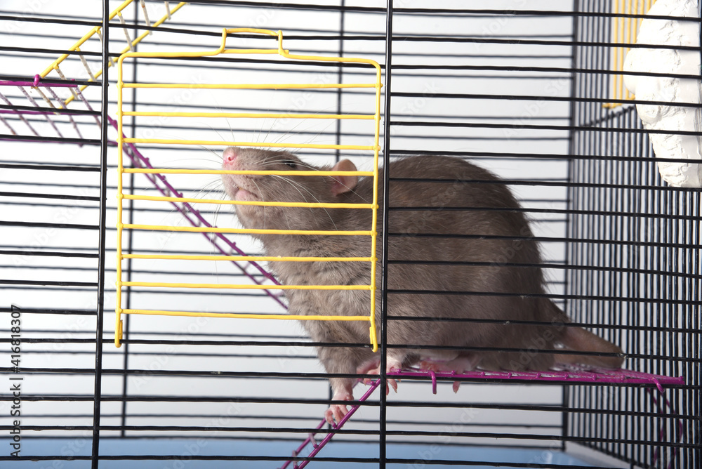 7+ Thousand Caged Rat Royalty-Free Images, Stock Photos & Pictures