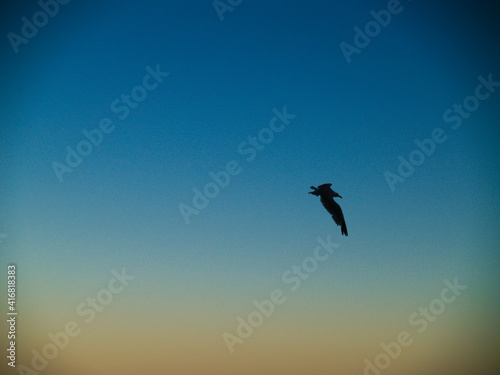 Flying bird silhouette on sunset