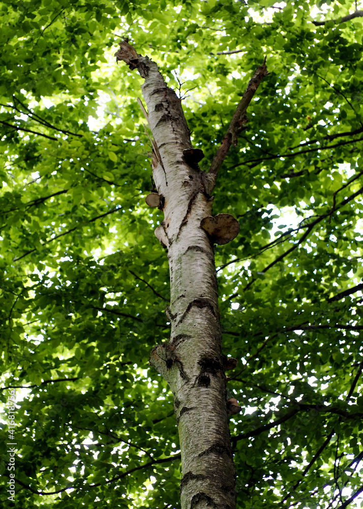 Fototapeta premium close to a tall tree with green leaves on a sunny summer day view from below . forest in europe