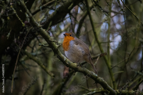 Robin perched on a branch in the forest.