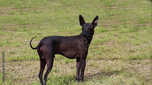 Foto Mexican Naked Dog on the lawn