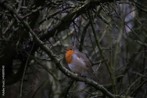 Robin spotted singing through the trees in the forest. © Lino