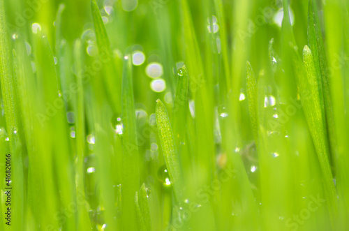 Fresh and juicy spring grass with drops of dew.