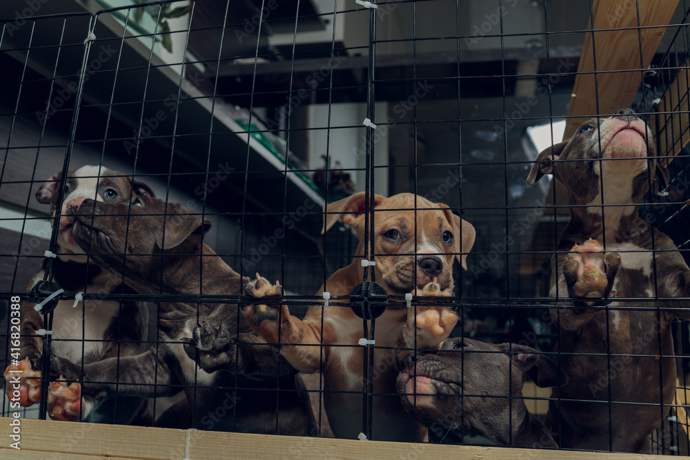pitbull puppies inside a cage in a shelter. Stock Photo Adobe Stock