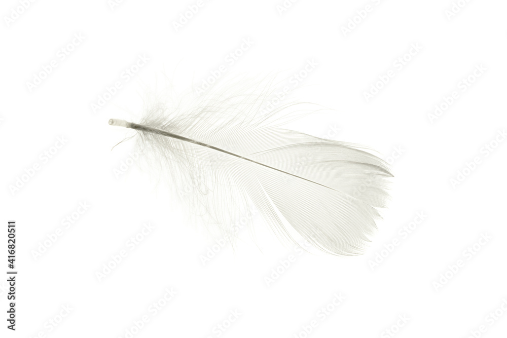 Feather background. Nature bird feather texture closeup isolated on white in macro photography, soft focus. Abstract. Coral pink color trends and vintage.