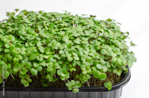 Mustard microgreen sprouts close up. Raw sprouts, microgreens, healthy food concept