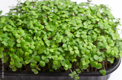 Mustard microgreen sprouts close up. Raw sprouts, microgreens, healthy food concept