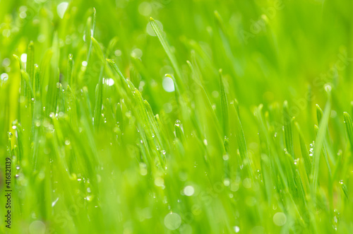 Fresh and juicy spring grass with drops of dew.