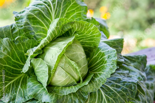 Cabbage. Healthy vegetable for a of healthy meals.To support a healthy lifestyle.