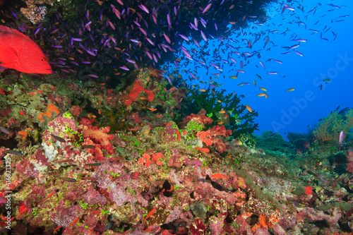 Coral Cod (Cephalopholis miniata) & schooling Anthias fish, Vibrant & Colorful, healthy Coral Reef, Bligh Water, Viti Levu, Fiji, South Pacific photo