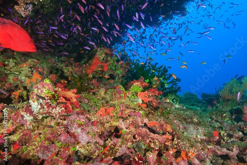 Fototapeta Naklejka Na Ścianę i Meble -  Coral Cod (Cephalopholis miniata) & schooling Anthias fish, Vibrant & Colorful, healthy Coral Reef, Bligh Water, Viti Levu, Fiji, South Pacific