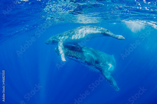 South Pacific, Tonga. Humpback whale mother and calf close-up.