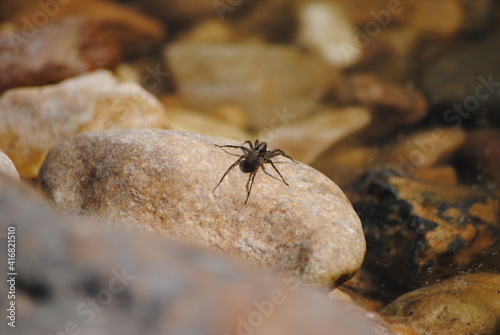 Araign  e  Aran  ide  ordre des Araneae de la classe des Arachnides  sur une pierre au bord d une   tendue d eau dans la nature