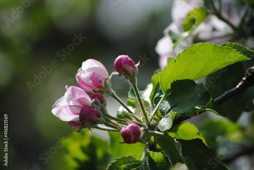 Fleurs de pommier au printemps (Malus domestica)