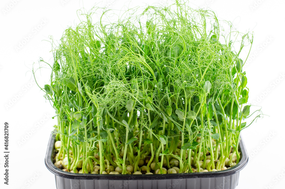 Microgreen pea seedlings close-up, side view. Young sprouts of peas, healthy food concept Microgreen pea seedlings close-up, side view. Young sprouts of peas, healthy food concept