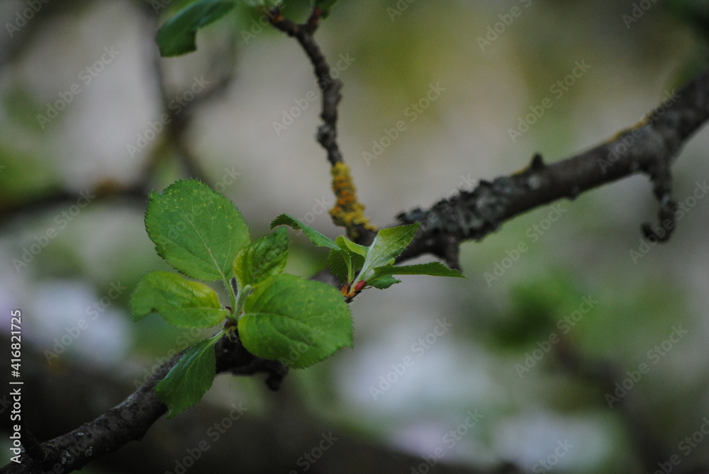 Pousses et bourgeons de pommier au printemps (Malus domestica) Pousses et bourgeons de pommier au printemps (Malus domestica)
