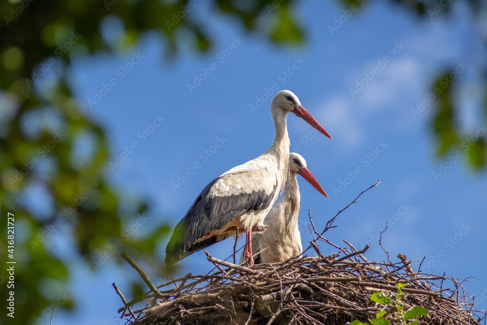 Fototapeta premium White storks in the nest, spring. Green tree. Blue skies, beautiful weather. Ciconia ciconia.