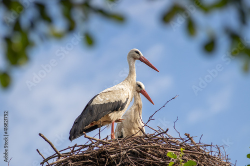 White storks in the nest, Blue sky,