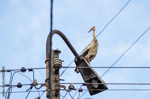 White stork on a street light, power lines, spring arrivals, blue sky, evening,  lonely bird, Poland