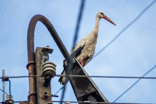 White stork on a street light, power lines, spring arrivals, blue sky, evening,