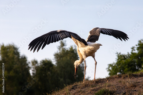 White stork walking  near the medieval castle. Spring. Ciconia ciconia. Stone wall. Spread wings. Sunny day.