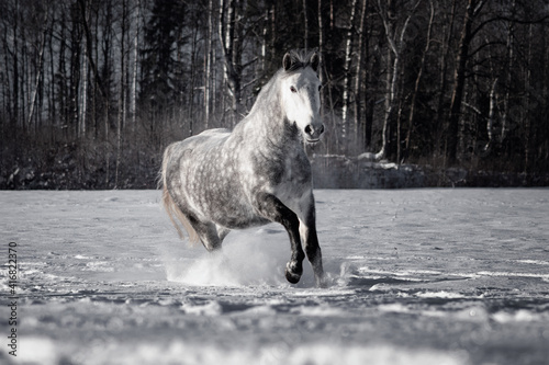 Dappled grey andalusian (PRE) horse galloping in the snow in winter. 