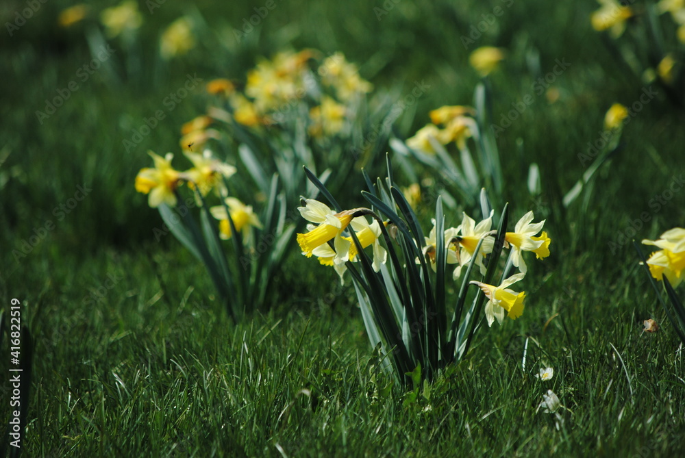 Narcisse Jonquille, Narcissus jonquilla dans un pâturage à l'état naturel dans le Franches-Montagnes dans le Jura, Suisse Narcisse Jonquille, Narcissus jonquilla dans un pâturage à l'état naturel dans le Franches-Montagnes dans le Jura, Suisse