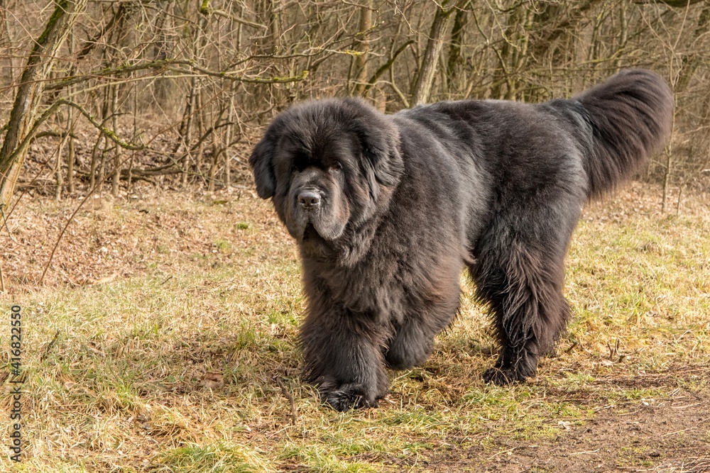 Newfoundland dog breed in an outdoor. Spring walk with a dog. Big dog. Newfoundland dog breed in an outdoor. Spring walk with a dog. Big dog.