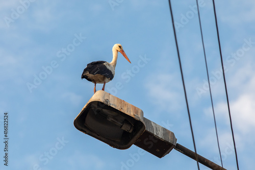 White stork on a street light, power lines, spring arrivals, blue sky