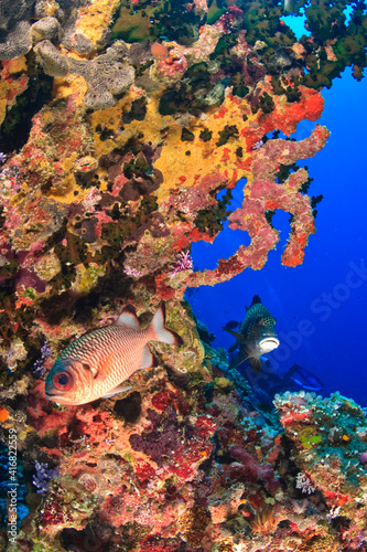Glasseye (Heteropriacanthus cruentatus) & Harlequin Sweetlips, Palau, Micronesia, Rock Islands, World Heritage Site, Western Pacific photo
