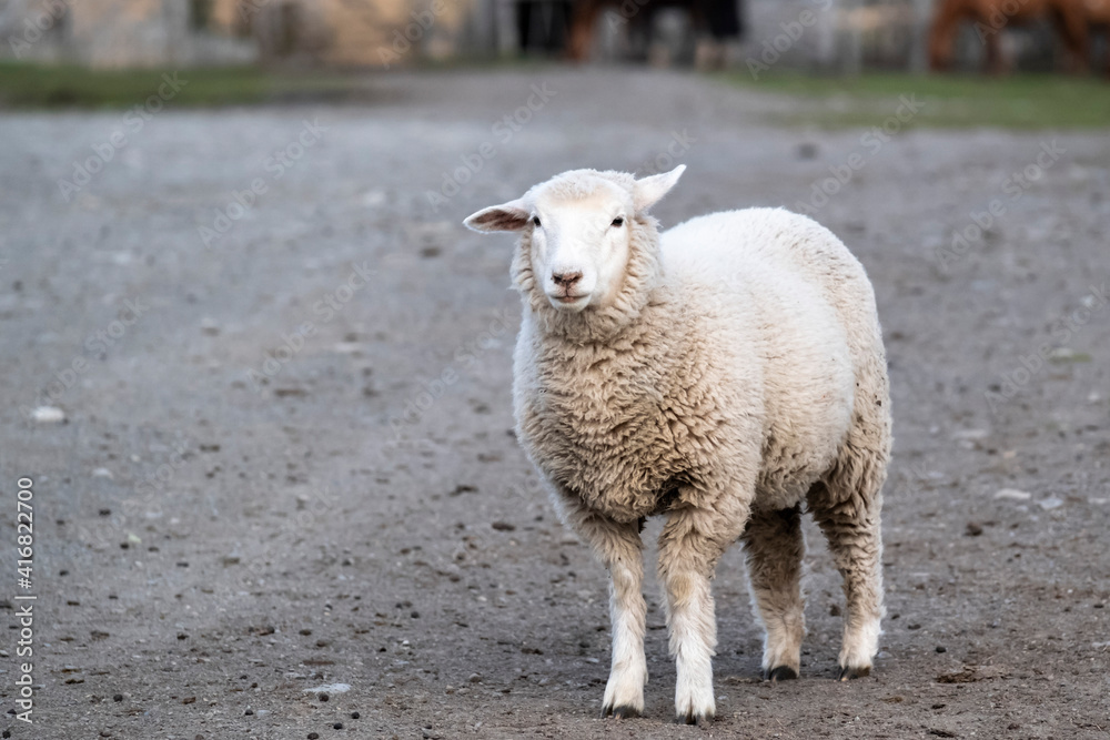 Obraz premium Argentina, Patagonia. Sheep