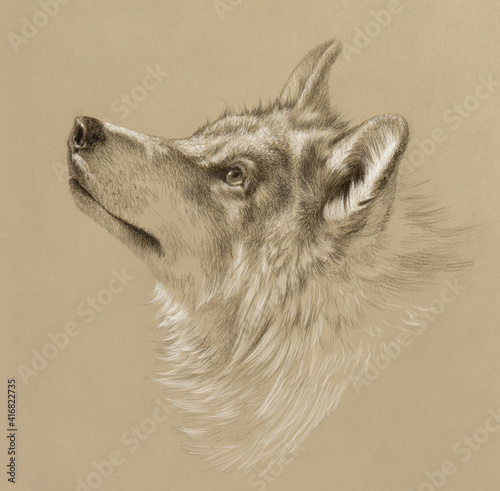 Realistic drawing of a wolf head. Pencil drawing on tinted paper.