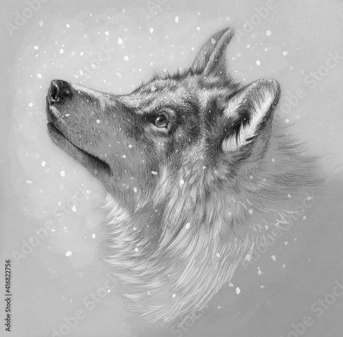 Realistic monochrome drawing of a wolf head. Pencil drawing on paper.