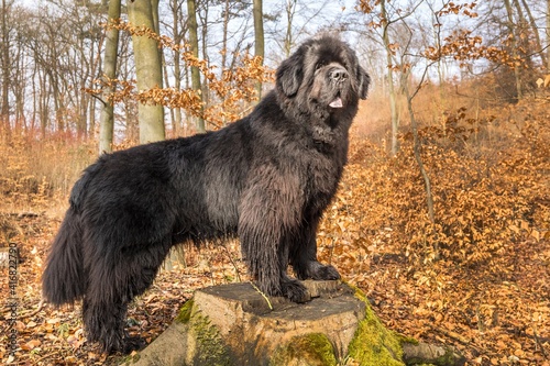 Newfoundland dog breed in an outdoor. Spring walk with a dog. Big dog.