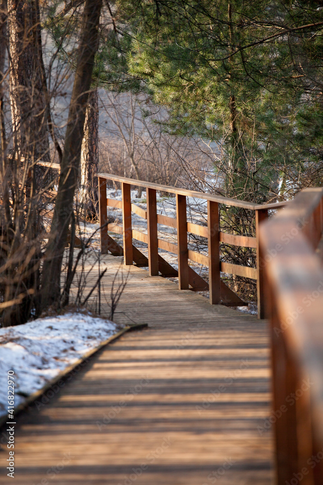 Obraz premium Boardwalk in the forest park for a walk. Walk through the pine forest in the spring.