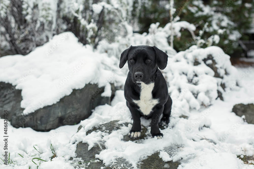 A black dog stands in the snow outside.
