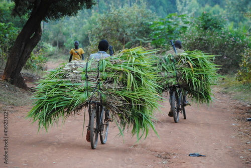 Transport à vélo de canne à sucre (Saccharum officinarum) sur les routes du Burundi à la campagne en Afrique