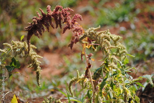 Amarante, Amaranthus tricolor, céréale consommable