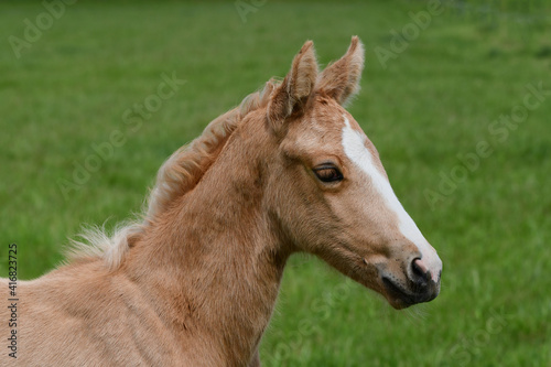 Portrait of a cute palomino warmblood filly in a green meadow.