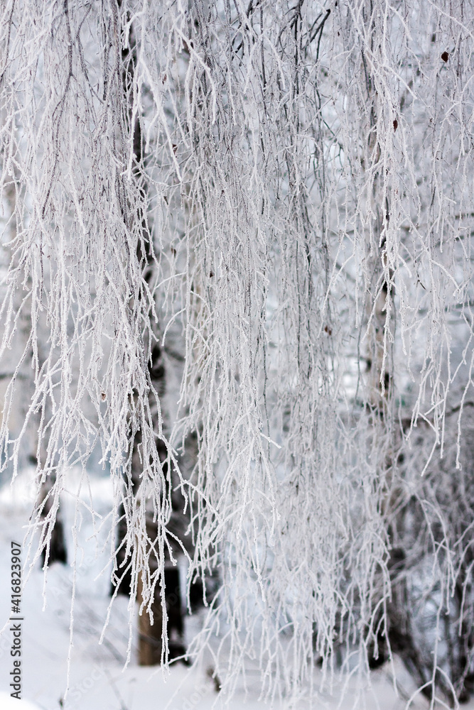 Fototapeta premium Birch branches covered with frost