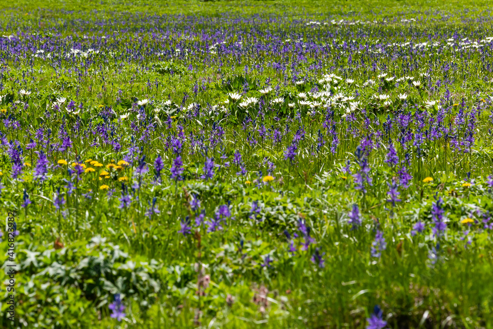 Beautiful Vast Sea Of Wildflowers In A Large Meadow, Idaho Beautiful Vast Sea Of Wildflowers In A Large Meadow, Idaho