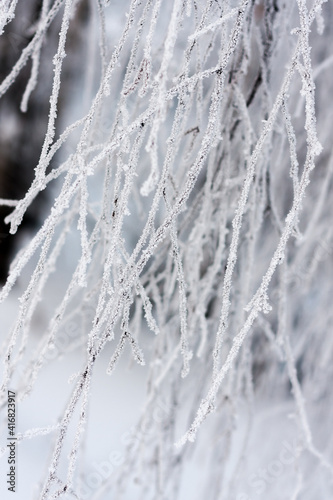 Birch branches covered with frost