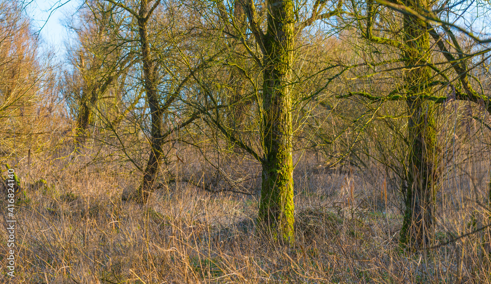 Field with trees, reed and bushes in wetland in sunlight at sunrise in winter, Almere, Flevoland, The Netherlands, February 26, 2021 Field with trees, reed and bushes in wetland in sunlight at sunrise in winter, Almere, Flevoland, The Netherlands, February 26, 2021