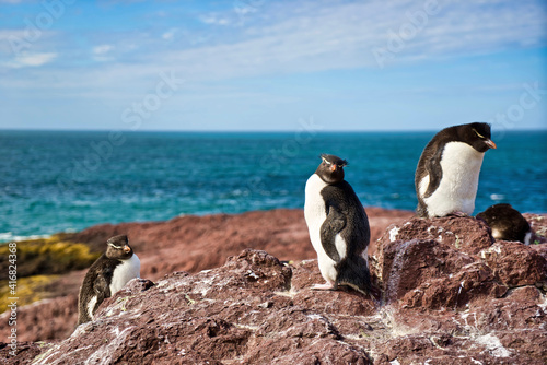 Argentina, Santa Cruz. Puerto Deseado, Penguin Island, Southern Rockhopper penguin.