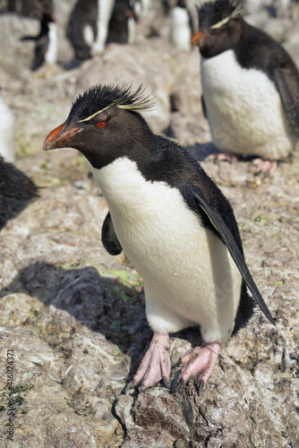 Argentina, Santa Cruz. Puerto Deseado, Penguin Island, Southern Rockhopper penguin.